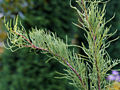 Taxodium distichum Nutans IMG_1012 Cypryśnik błotny